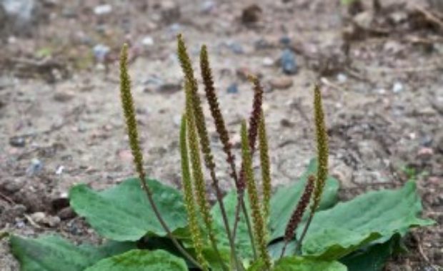 5 Common Edible and Medicinal “Weeds” You Need to Know