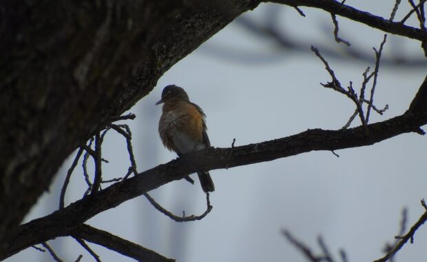 Bird is the word! Fun at-home bird activities