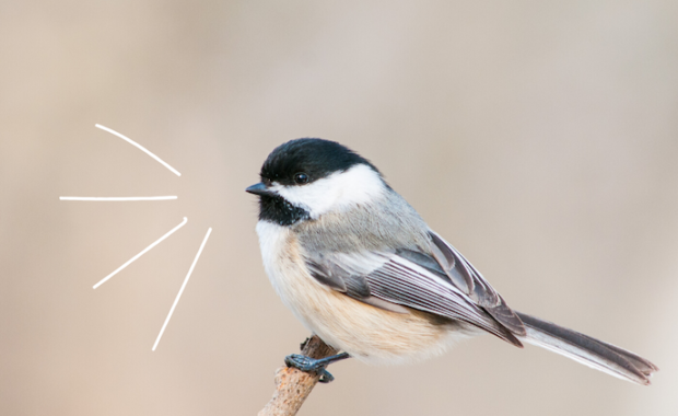 Bird is the word! Fun at-home bird activities