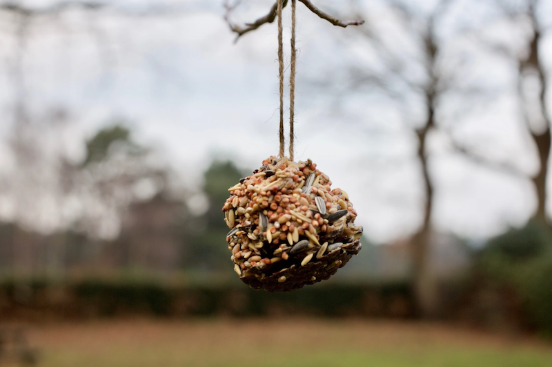 Bird is the word! Fun at-home bird activities - Pine Project