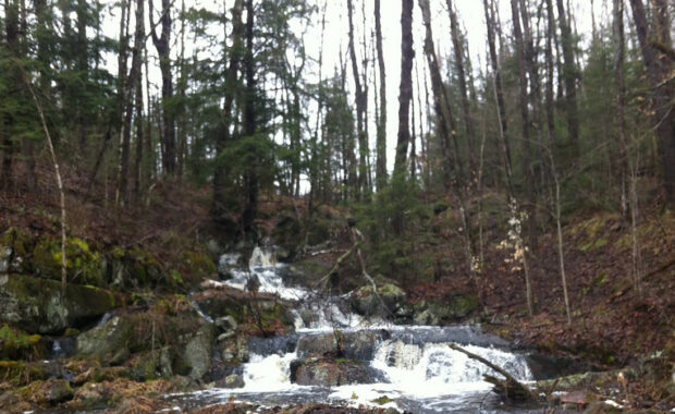 First Progress Report on Diversity, Equity and Inclusion at the Pine Project