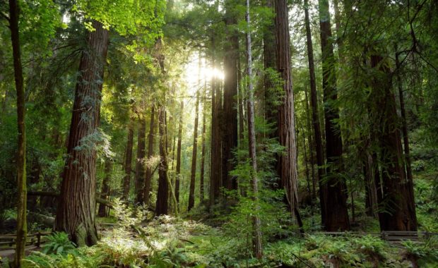First Progress Report on Diversity, Equity and Inclusion at the Pine Project