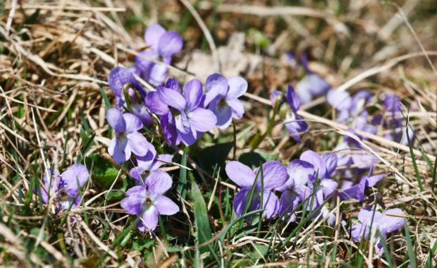 Outdoor Wild Garden Activity